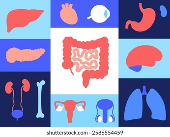 Internal organs in the human body infographic poster. Vital parts of the biological system. Anatomical diagram with digestive, respiratory, urinary and reproductive systems medical vector illustration