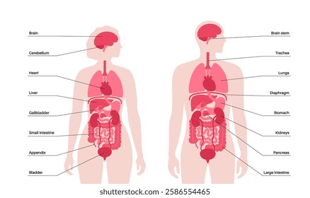 Internal organs in the human body infographic. Vital parts of the biological system. Anatomical diagram with digestive, respiratory, urinary systems in male and female silhouette vector illustration