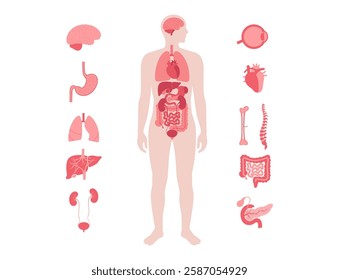 Internal organs in the human body infographic. Vital parts of biological system. Anatomical diagram with digestive, respiratory and urinary systems in the male silhouette medical vector illustration