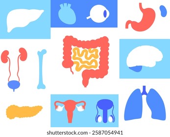 Internal organs in the human body infographic poster. Vital parts of the biological system. Anatomical diagram with digestive, respiratory, urinary and reproductive systems medical vector illustration