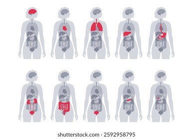Internal organs in the human body infographic. Vital parts of biological system. Anatomical diagram with digestive, respiratory and urinary systems in the female silhouette medical vector illustration