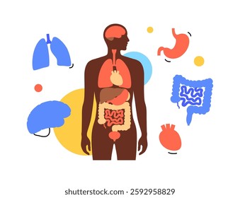 Internal organs in the human body infographic. Anatomical diagram with lungs, brain and stomach, intestines, heart around male silhouette with all biological system medical flat vector illustration