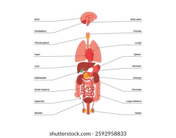 Internal organs in the human body infographic poster. Vital parts of the biological system. Anatomical diagram with digestive, respiratory, urinary and reproductive systems medical vector illustration