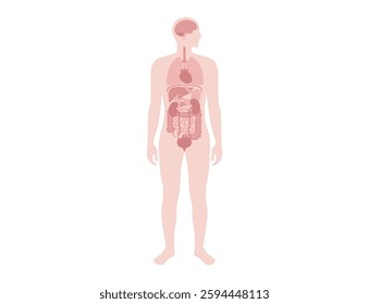 Internal organs in the human body infographic. Vital parts of biological system. Anatomical diagram with digestive, respiratory and urinary systems in the male silhouette medical vector illustration