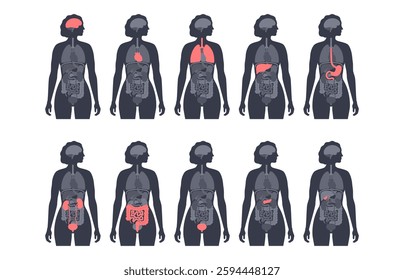 Internal organs in the human body infographic. Vital parts of biological system. Anatomical diagram with digestive, respiratory and urinary systems in the female silhouette medical vector illustration