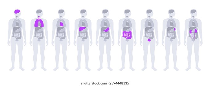 Internal organs in the human body infographic. Vital parts of biological system. Anatomical diagram with digestive, respiratory and urinary systems in the male silhouette medical vector illustration