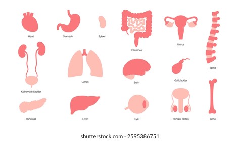 Internal organs in the human body infographic poster. Vital parts of the biological system. Anatomical diagram with digestive, respiratory, urinary and reproductive systems medical vector illustration
