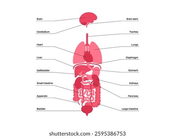 Internal organs in the human body infographic poster. Vital parts of the biological system. Anatomical educational diagram with digestive, respiratory and urinary systems medical vector illustration