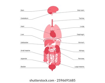 Internal organs in the human body infographic poster. Vital parts of the biological system. Anatomical educational diagram with digestive, respiratory and urinary systems medical vector illustration