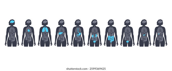 Internal organs in the human body infographic. Vital parts of biological system. Anatomical diagram with digestive, respiratory and urinary systems in the female silhouette medical vector illustration