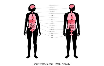 Internal organs in the human body infographic. Anatomical diagram with digestive, respiratory, urinary and reproductive systems icons in male and female silhouettes, medical flat vector illustration