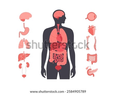 Internal organs in the human body infographic. Vital parts of biological system. Anatomical diagram with digestive, respiratory and urinary systems in the male silhouette medical vector illustration
