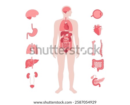Internal organs in the human body infographic. Vital parts of biological system. Anatomical diagram with digestive, respiratory and urinary systems in the male silhouette medical vector illustration