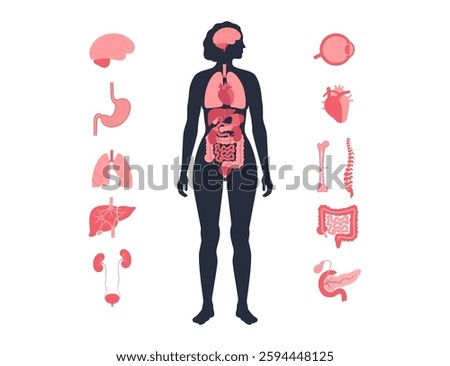 Internal organs in the human body infographic. Vital parts of biological system. Anatomical diagram with digestive, respiratory and urinary systems in the female silhouette medical vector illustration
