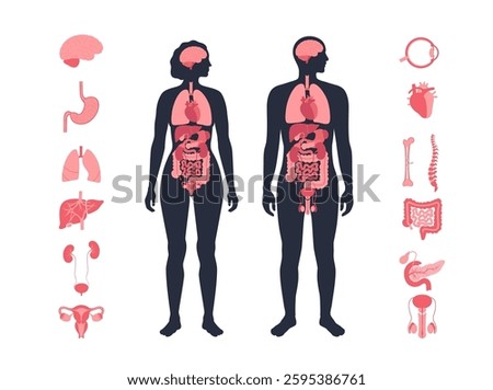 Internal organs in the human body infographic. Anatomical diagram with digestive, respiratory, urinary and reproductive systems icons in male and female silhouettes, medical flat vector illustration