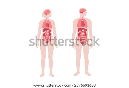 Internal organs in the human body infographic. Vital parts of the biological system. Anatomical diagram with digestive, respiratory, urinary systems in male and female silhouette vector illustration