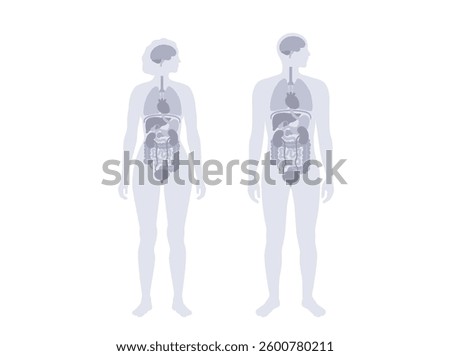 Internal organs in the human body infographic. Vital parts of the biological system. Anatomical diagram with digestive, respiratory, urinary systems in male and female silhouette vector illustration