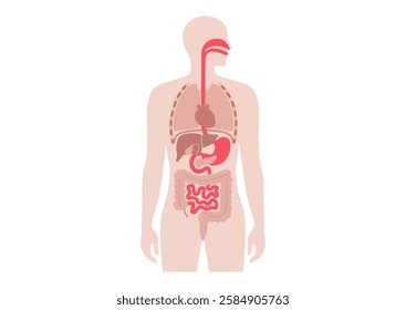 Internal organs in the human body. Intestine, stomach and esophagus medical inforgaphic. Anatomical diagram with digestive system in male silhouette flat vector illustration of the biological system