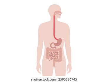 Internal organs in the human body. Intestine, stomach and esophagus medical inforgaphic. Anatomical diagram with digestive system in male silhouette flat vector illustration of the biological system