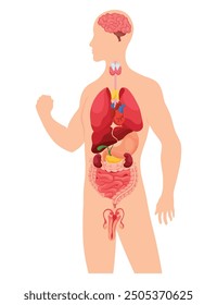 Internal organs of human body. Medical info graphics, education scheme concept of anatomy system. Section view of human body with inner organs