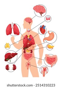 Internal organs of human body. Medical info graphics, education scheme concept of anatomy system. Section view of human body with inner organs