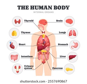 Internal organs of human body. Medical diagram or educational infographic with anatomical structure of different human organ systems. Brain and heart, lungs and liver. Cartoon flat vector illustration