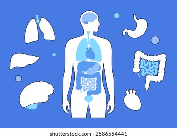 Internal organs in the human body poster. Anatomical diagram with lungs, liver, brain and stomach, intestines, heart around male silhouette with all biological system medical flat vector illustration