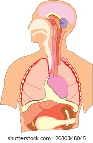 Internal organs of the human body. Stomach and lungs, kidneys and heart, brain and liver. Medical anatomy vector infographic