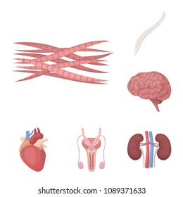 Internal organs of a human cartoon icons in set collection for design. Anatomy and medicine vector symbol stock web illustration.
