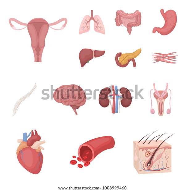 Internal Organs Human Cartoon Icons Set Stock Vector (Royalty Free ...