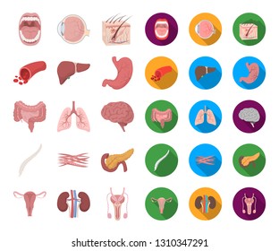 Internal organs of a human cartoon,flat icons in set collection for design. Anatomy and medicine vector symbol stock web illustration.