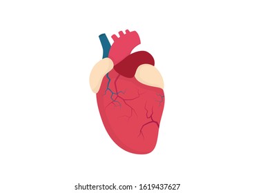 Internal organs of the human, Heart icon, Healthy heart, Cartoon vector illustration