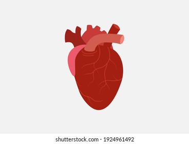 Internal Organs Of The Human, Heart Icon, Healthy Heart, Cartoon Vector Illustration.