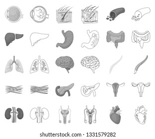 Internal organs of a human monochrome,outline icons in set collection for design. Anatomy and medicine vector symbol stock web illustration.