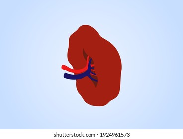Órganos internos del ser humano sobre fondo azul, Anatomía de bazo, Icono de bazo, Símbolo Organs, Ilustración vectorial de dibujos animados.