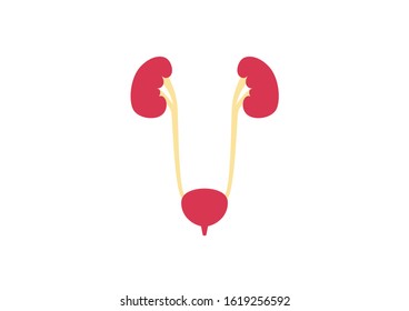 Internal organs of the human on white background, Human kidneys and bladder icon, Kidneys and bladder anatomy, Kidneys and bladder icon, Organs symbol, Cartoon vector illustration