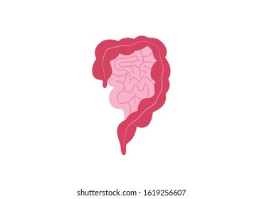 Internal organs of the human on white background, Small and large intestine anatomy, Small and large intestine icon, Organs symbol, Cartoon vector illustration