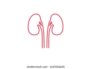 Internal organs of the human on white background, Kidneys anatomy, Kidneys icon, Organs symbol, Cartoon vector illustration