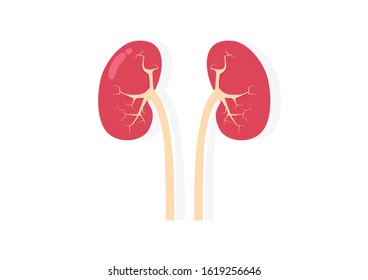 Internal organs of the human on white background, Kidneys anatomy, Kidneys icon, Organs symbol, Cartoon vector illustration
