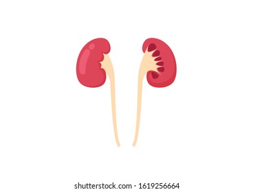 Internal organs of the human on white background, half in a cut human kidneys front view, Kidneys anatomy, Kidneys icon, Organs symbol, Cartoon vector illustration