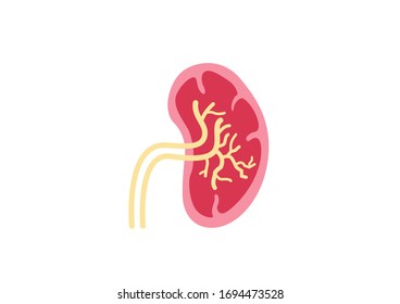Internal organs of the human on white background, Human kidneys and bladder icon, Kidneys and bladder anatomy, Kidneys and bladder icon, Organs symbol, Cartoon vector illustration
