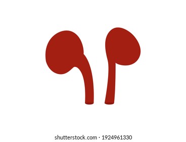 Internal organs of the human on white background, Kidneys anatomy, Kidneys icon, Organs symbol, Cartoon vector illustration.