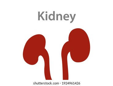 Die inneren Organe des Menschen auf weißem Hintergrund, Anatomie der Nidneys, Symbol der Nieren, Organsymbol, Vektorgrafik-Cartoon.