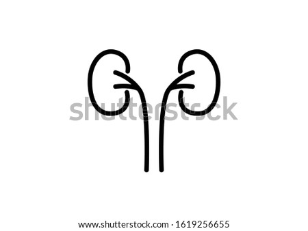 Internal organs of the human on white background, Kidneys anatomy, Kidneys icon, Organs symbol, Cartoon vector illustration
