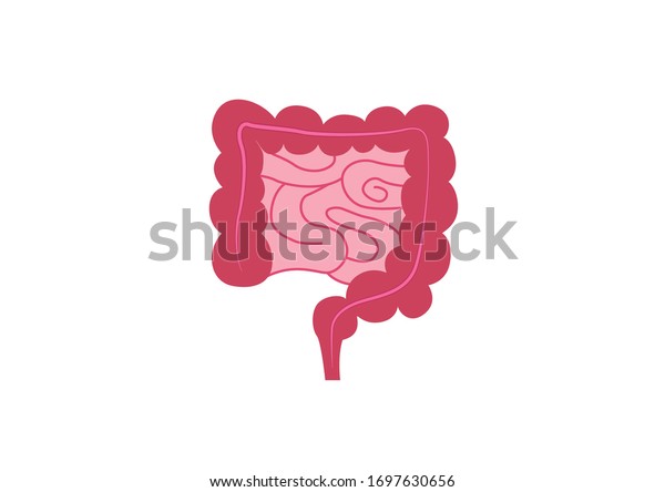 Internal Organs Human On White Background Stock Vector (Royalty Free ...