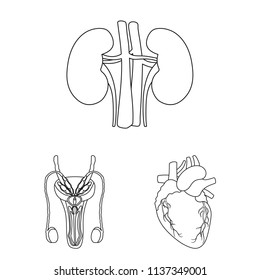 Internal organs of a human outline icons in set collection for design. Anatomy and medicine vector symbol stock web illustration.