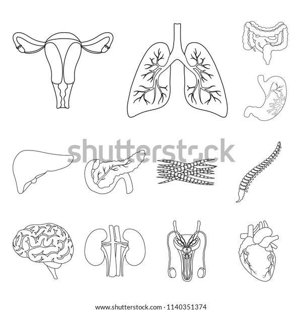 Internal Organs Human Outline Icons Set Stock Vector (Royalty Free ...