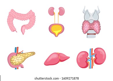 Internal organs of human, such as liver, kidneys. Pancreas, colon intestine, thyroid are isolated on white background. Cartoon icons vector of anatomy for medical concepts, web, poster.  