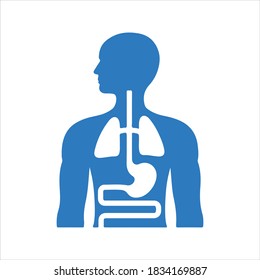 Internal organs icon, vector and glyph