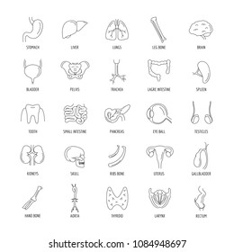 Internal organs icons set. Outline Internal organs vector icons set for web design isolated on white background